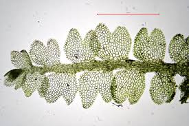 Attēlu rezultāti vaicājumam “Leiocolea rutheana sporophyte”