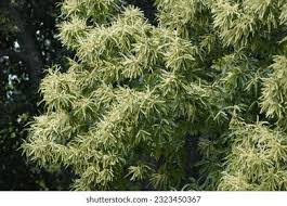 Attēlu rezultāti vaicājumam “Castanea sativa”