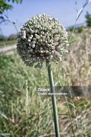 Attēlu rezultāti vaicājumam “Allium sativum”