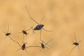 Attēlu rezultāti vaicājumam “Gerridae”