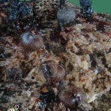 Attēlu rezultāti vaicājumam “Cribraria sp.”