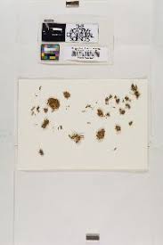 Attēlu rezultāti vaicājumam “Didymodon fallax var. brevifolius”