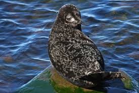 Image result for Pusa hispida