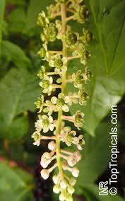 Attēlu rezultāti vaicājumam “Phytolaccaceae”