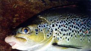 Image result for Salmo dentex