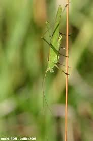 Attēlu rezultāti vaicājumam “Phaneroptera falcata”