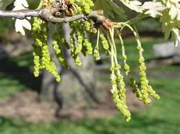 Attēlu rezultāti vaicājumam “Quercus robur male flower”