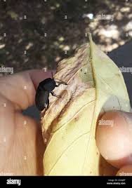 Attēlu rezultāti vaicājumam “Silpha obscura larva”