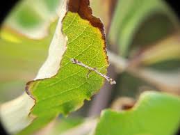 Attēlu rezultāti vaicājumam “Platyptilia sp.”