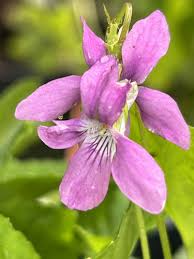 Attēlu rezultāti vaicājumam “Viola rupestris flower”