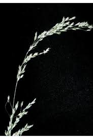 Attēlu rezultāti vaicājumam “Cinna latifolia leaf”