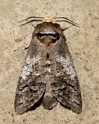 Attēlu rezultāti vaicājumam “Cossus cossus imago”