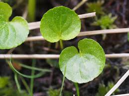 Attēlu rezultāti vaicājumam “Viola palustris leaf”