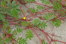 Attēlu rezultāti vaicājumam “Argentina anserina leaf”