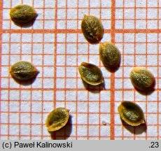 Attēlu rezultāti vaicājumam “Corispermum hyssopifolium”