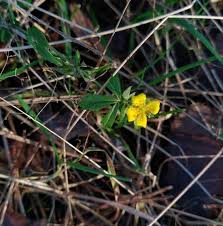 Attēlu rezultāti vaicājumam “Potentilla erecta flower”