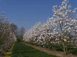 Attēlu rezultāti vaicājumam “Magnolia x loebneri”