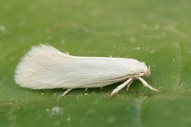 Attēlu rezultāti vaicājumam “Elachista argentella”