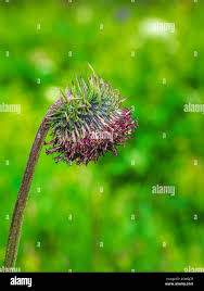 Attēlu rezultāti vaicājumam “Saussurea esthonica flower”