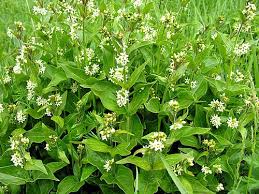 Attēlu rezultāti vaicājumam “Vincetoxicum hirundinaria flower”