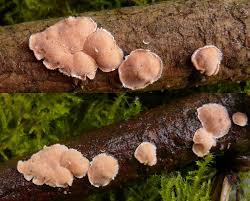 Attēlu rezultāti vaicājumam “Aleurodiscus amorphus”