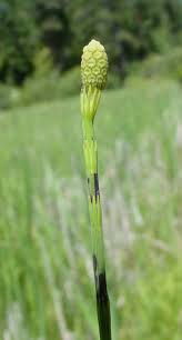 Attēlu rezultāti vaicājumam “Equisetum palustre”