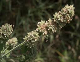 Image result for Nepeta cataria