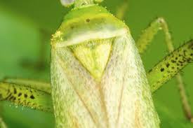 Attēlu rezultāti vaicājumam “Adelphocoris quadripunctatus imago”