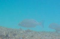 Image result for Pomadasys commersonnii