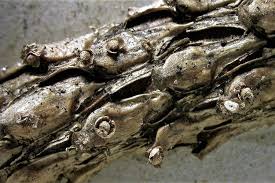 Attēlu rezultāti vaicājumam “Diderma umbilicatum”