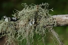 Attēlu rezultāti vaicājumam “Usnea filipendula”