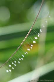 Attēlu rezultāti vaicājumam “Chrysopidae eggs”