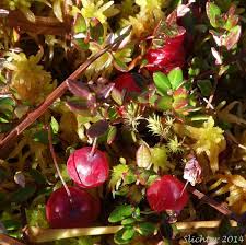 Attēlu rezultāti vaicājumam “Oxycoccus palustris flower”