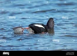 Attēlu rezultāti vaicājumam “Melanitta fusca male”