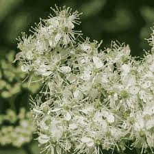 Attēlu rezultāti vaicājumam “Filipendula ulmaria”