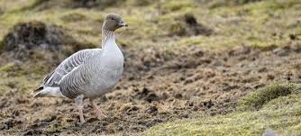 Attēlu rezultāti vaicājumam “Anser brachyrhynchus”