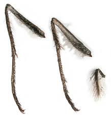 Attēlu rezultāti vaicājumam “Hipparchia semele underside”