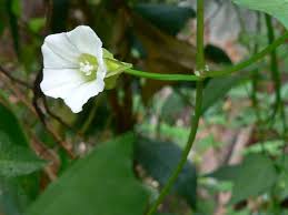Attēlu rezultāti vaicājumam “Convolvulaceae”