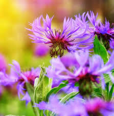 Image result for Flockenblume