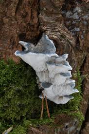 Attēlu rezultāti vaicājumam “Postia caesia”