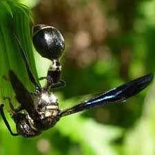 Attēlu rezultāti vaicājumam “Vespidae”