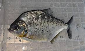 Image result for Prestatyn Piranhas