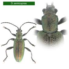 Attēlu rezultāti vaicājumam “Donacia”