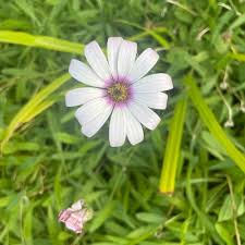 Image result for Dimorphotheca pluvialis