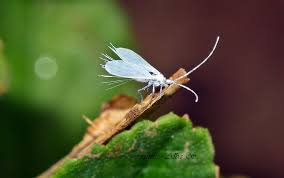 Attēlu rezultāti vaicājumam “Orthezia urticae”