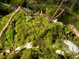 Attēlu rezultāti vaicājumam “Thamnobryum alopecurum”