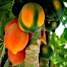 Image result for Carica papaya
