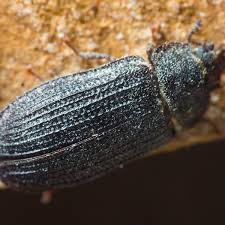 Attēlu rezultāti vaicājumam “Grynocharis oblonga”