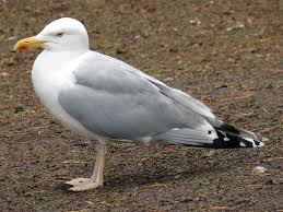 Attēlu rezultāti vaicājumam “Larus argentatus adult”
