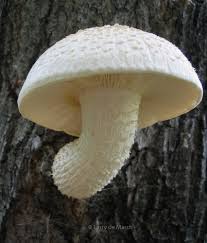 Attēlu rezultāti vaicājumam “Amaurochaete fusiformis macro”